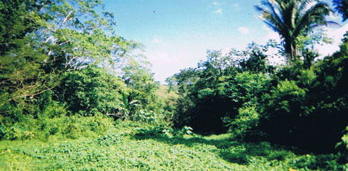 Belize Jungle