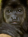 Howler Monkey