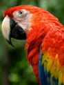 Belize Parrot