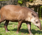 Tapir