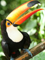 Belize Tucan