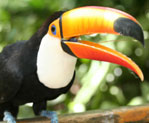 Tucan